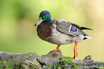 Stockente Anas platyrhynchos