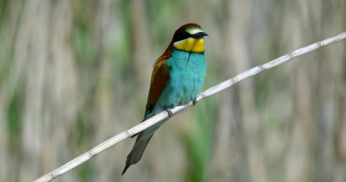 The European bee-eater (Merops apiaster) colony in Nin, Croatia