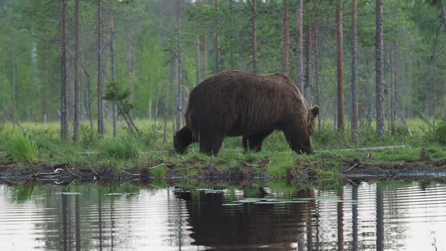 European Brown Bear (Ursus arctos) in Finland