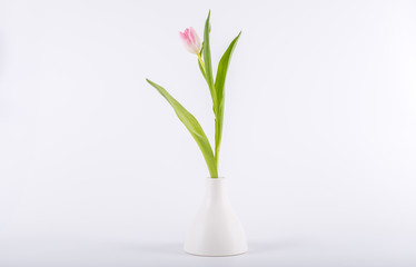 Tulips in minimalistic vase