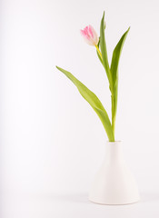 Tulips in minimalistic vase