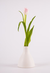 Tulips in minimalistic vase