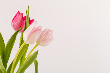 Fresh spring tulips on white