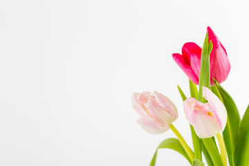 Fresh spring tulips on white