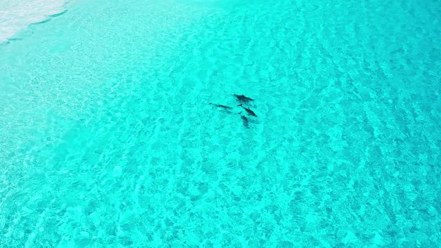 Dolphins porpoising in crystal clear blue water, close to the edge of the beach at Hellfire Bay, Cape Le Grand National Park, Western Australia