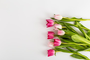 Fresh spring tulips on white
