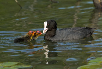 Blässhuhn Fulica atra