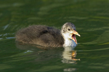 Blässhuhn Fulica atra