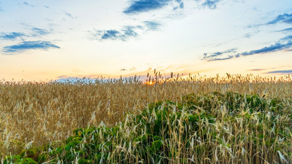 Gold rye flied panorama at sunset. Rural countryside. Agriculture concept.