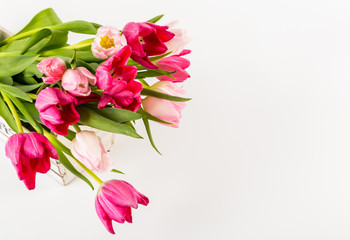 Fresh spring tulips on white