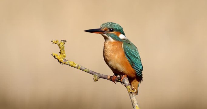 The common kingfisher on the branch, Nin, Croatia