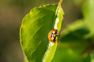 Lady Bug Eating a Crape Myrtle Leaf