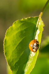 Lady Bug Eating a Crape Myrtle Leaf