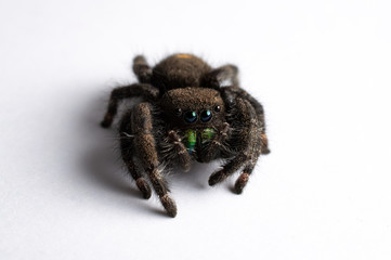 Close Up Photo of an isolated Jumping Spider