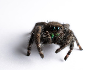 Close Up Photo of an isolated Jumping Spider