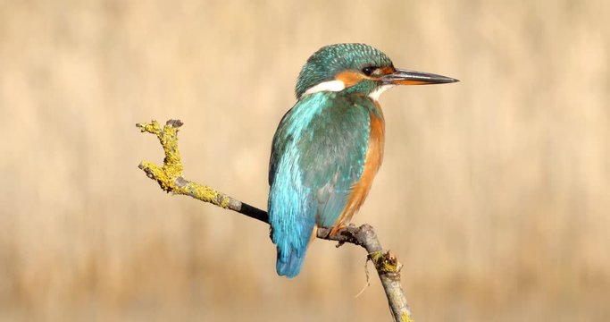 The common kingfisher on the branch, Nin, Croatia
