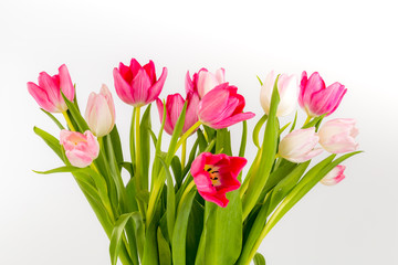 Bouquet of fresh tulips