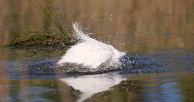 The little egret having  bath on the sea lagoon in Nin