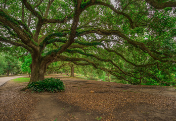 Audubon Park Tree