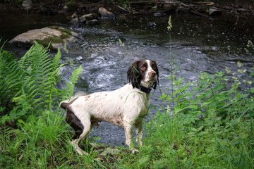 Dog near water
