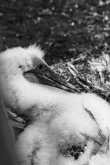 baby gannet