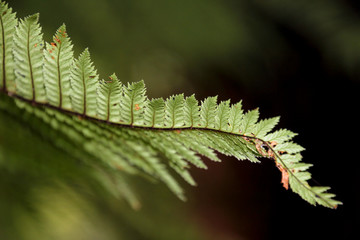 Fern