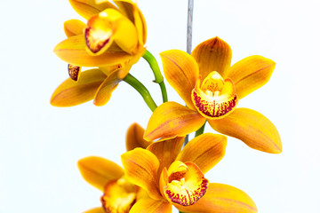 Orange and red Cymbidium orchid with selective focus. Orange and red Cymbidium orchid on white...