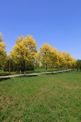 Park greening scenery