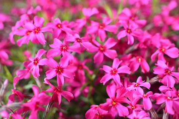 Moss phlox, flowers of spring