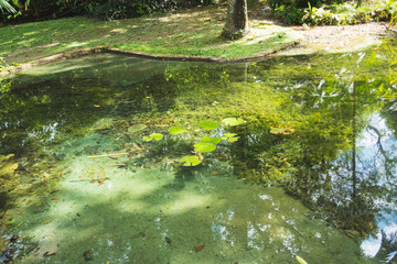 Area of forest next to a pond