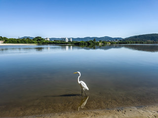 White and elegant herons live in the lagoons and beaches of the region, flying and resting in Niterói, Rio de Janeiro, Brazil..I