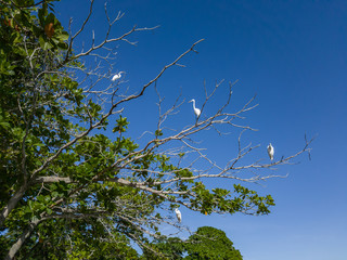 White and elegant herons live in the lagoons and beaches of the region, flying and resting in Niterói, Rio de Janeiro, Brazil..I