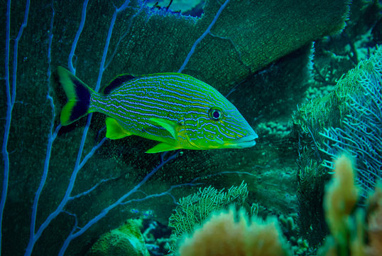 Bluestriped grunt resting by a sea fan