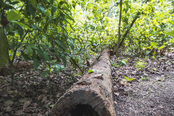 Panorama of a beautiful forest in the morning