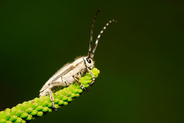 longicorn
