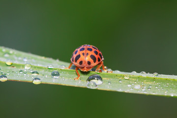 Epilachna vigintioctopunctata on plant