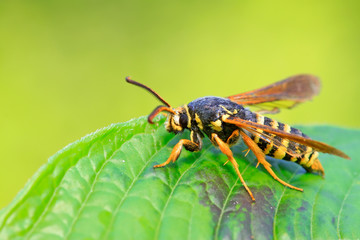 Aegeriidae insects on plant