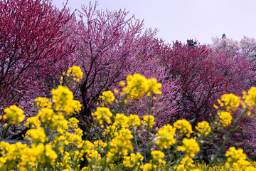 大柿花山の花桃と菜の花