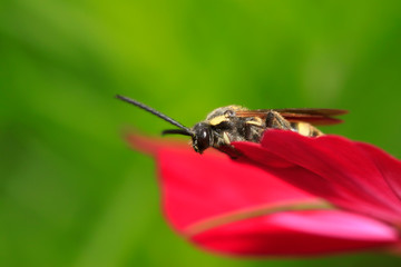 Aegeriidae insects on plant