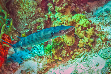 Great Barracuda Swimming across a reef