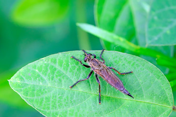 Cophinopoda chinensis