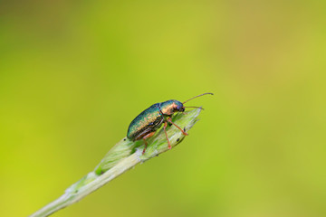 leaf beetle on plant
