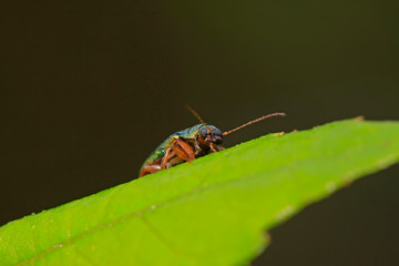 leaf beetle on plant