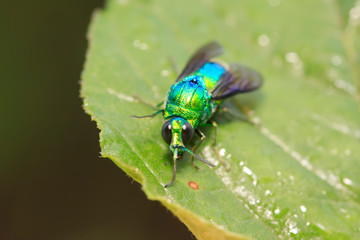 Fototapeta premium Chrysis shanghaiensis on green leaves