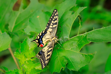 Papilio machaon on green plant