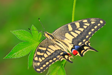 Papilio machaon on green plant