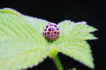 Epilachna vigintioctopunctata on plant