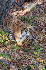 Amur tiger in a natural habitat.