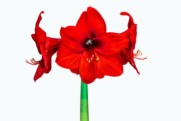 red lion Amaryllis isolated on white background