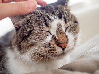 Fototapeta premium 頭を撫でられる猫